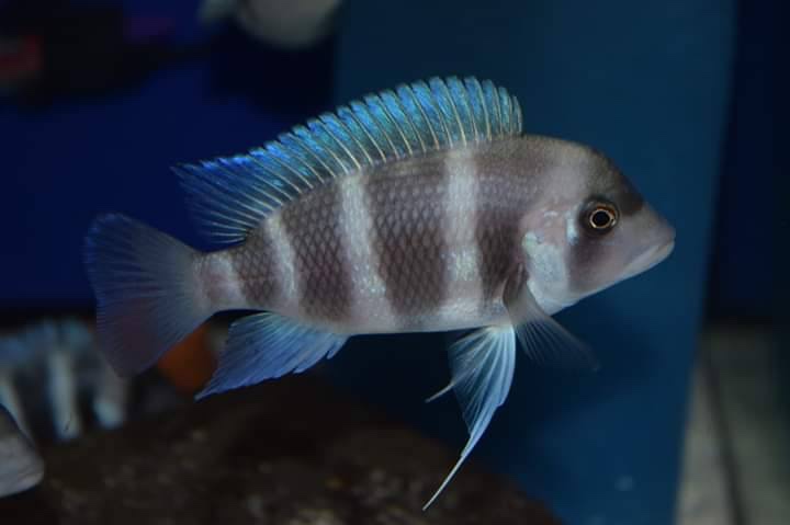 Cyphotilapia gibberosa 'Cape Chaitika'